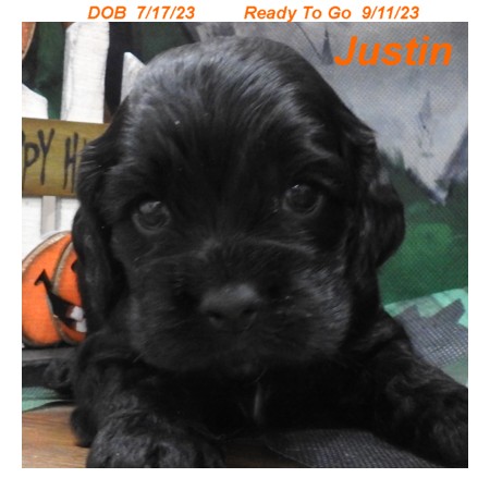 puppy, for, sale, Cocker Spaniel, Joe & Cherri  Overlease, dog, breeder, Miller, MO, dog-breeder, puppy-for-sale, forsale, nearby, find, puppyfind, locator, puppylocator, aca